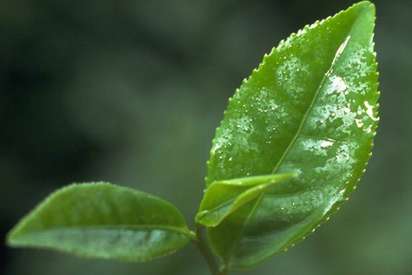 茶葉怎么在淘寶網(wǎng)店上貨？茶葉上貨要怎么搞？.jpg